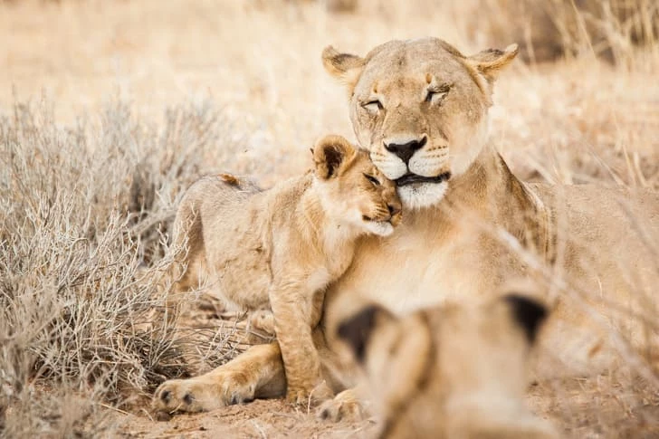 16 милых семейств из мира животных, которые растопят любое сердце