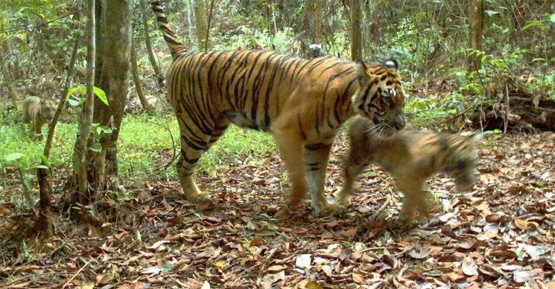 2-летняя бенгальская тигрица и другие братья наши меньшие