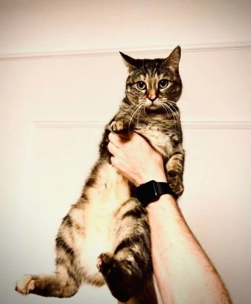 Актер Рики Джервейс думал взять кошку на передержку, но та изменила его планы