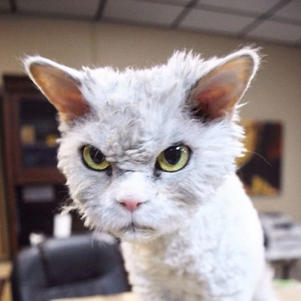 Альберт — самый злой кот интернета?