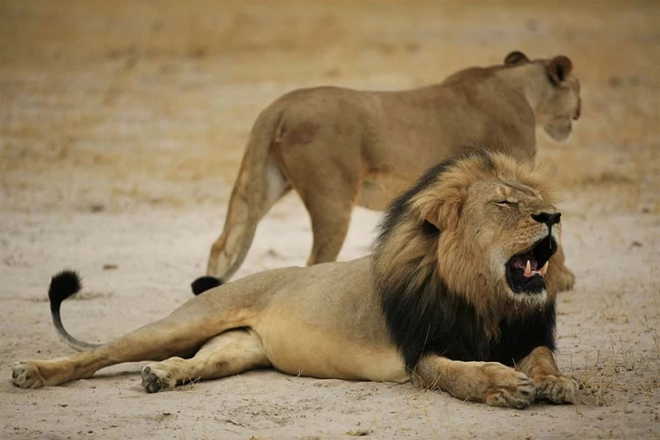 Американец, убивший известного льва, вызвал ярость в интернете и закрыл свой стоматологический кабинет