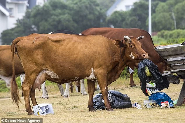 Ар"му-уу"геддон: бунт коров в Южной Африке