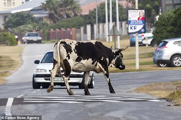 Ар"му-уу"геддон: бунт коров в Южной Африке
