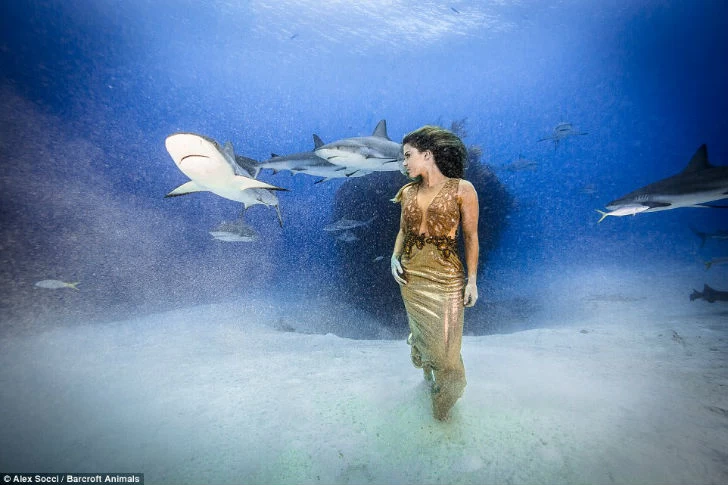 Бразильская модель окунулась в воду с акулами, чтобы защитить морских хищников