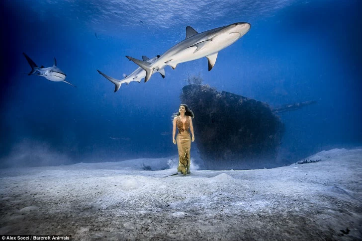 Бразильская модель окунулась в воду с акулами, чтобы защитить морских хищников
