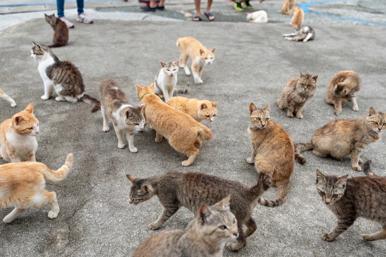 Что происходит на островах, где главенствуют кошки, а не люди