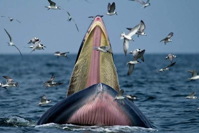 Дайвера из ЮАР чуть не проглотил кит как библейского Иону