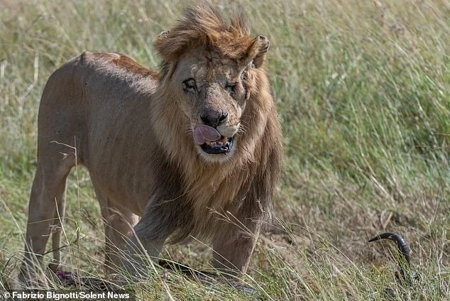 Диснеевский Шрам существует: фотограф обнаружил одноглазого льва в Кении