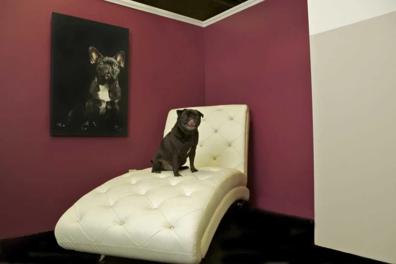До 200 долларов за ночь: отель для собак в Нью-Йорке