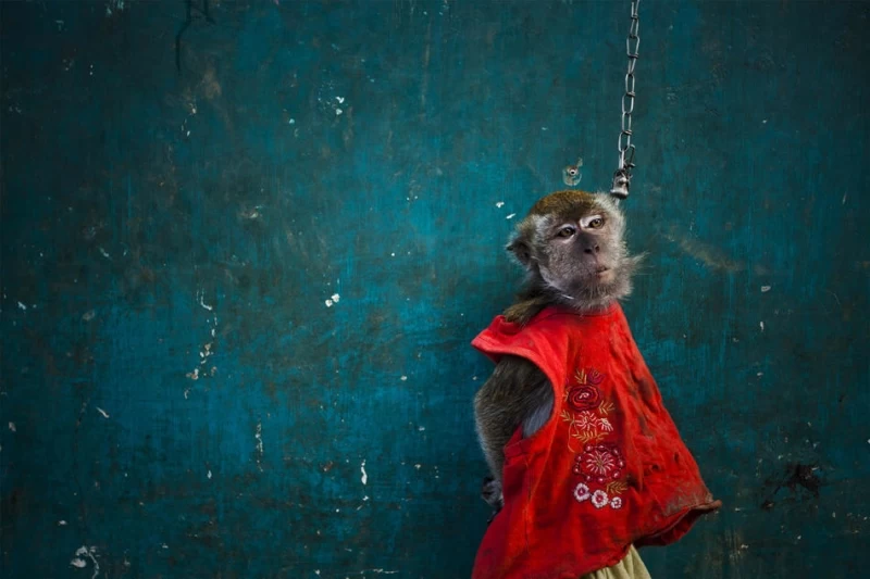 Дрессированные обезьянки в Индонезии
