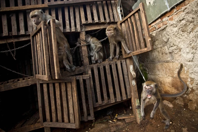 Дрессированные обезьянки в Индонезии