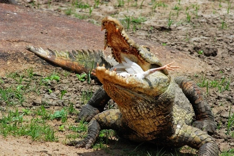 Дружелюбные крокодилы Паги