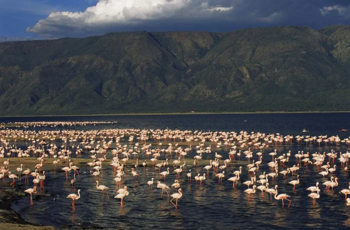 Феномен озера Натрон - красота и ужас дикой природы Танзании
