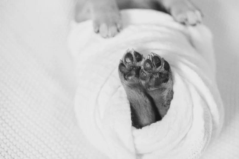 Фотосессия новорожденного щенка, которая расплавит ваш мимиметр