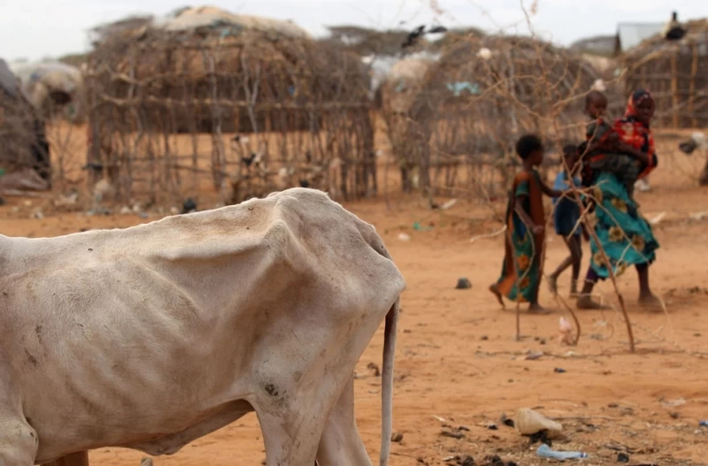 Голод в Восточной Африке