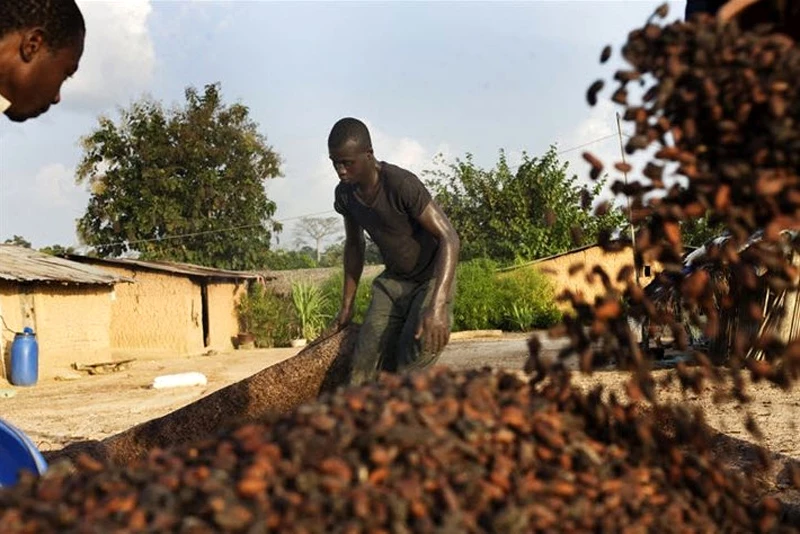 Горечь африканского шоколада