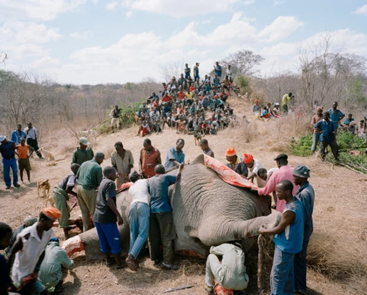 История про мертвого слона в Зимбабве