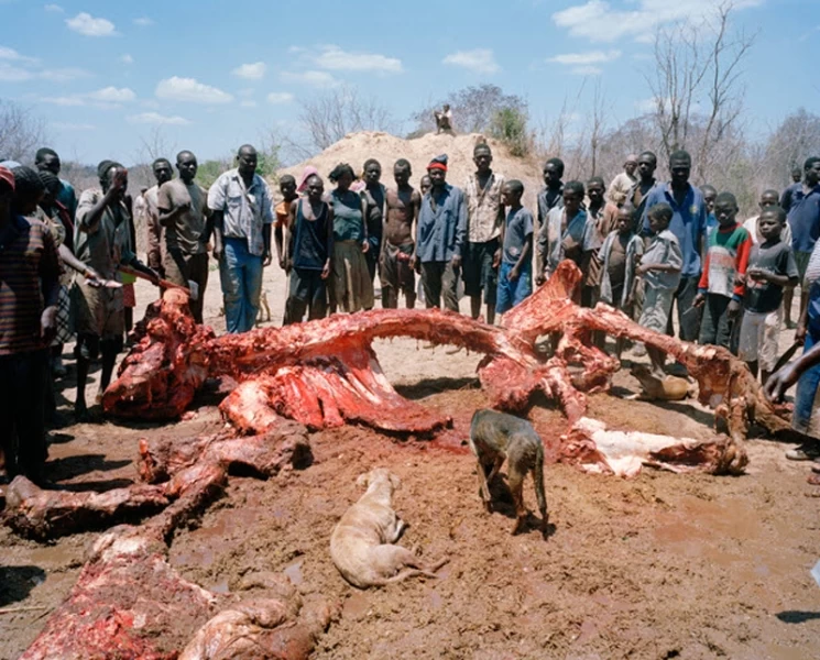 История про мертвого слона в Зимбабве