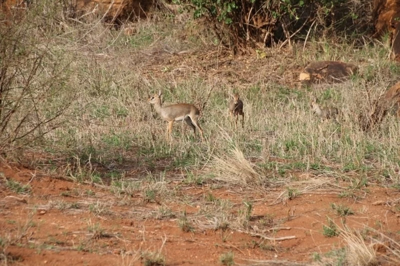 Кения: дикдик — самая маленькая антилопа на свете