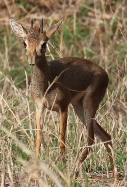 Кения: дикдик — самая маленькая антилопа на свете