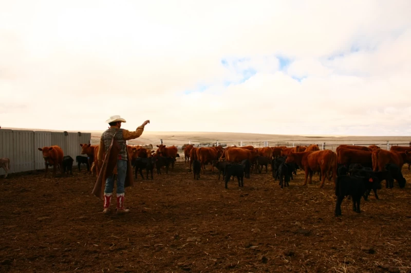 Клеймение скота на ранчо "Bledsoe"
