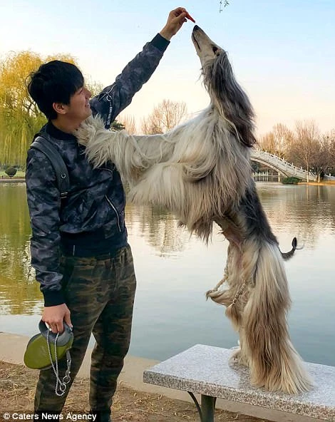 Когда у собаки прическа лучше, чем у тебя: китаец тратит тысячи долларов на уход за шерстью питомца