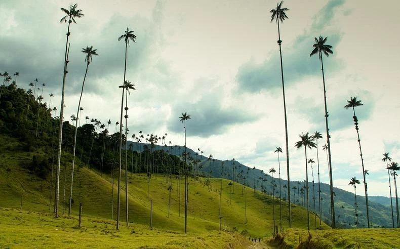Кокора - долина уникальных пальм