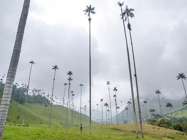 Кокора - долина уникальных пальм