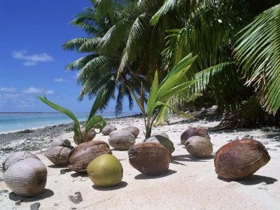 Кокосовые острова: фото и отзывы туристов