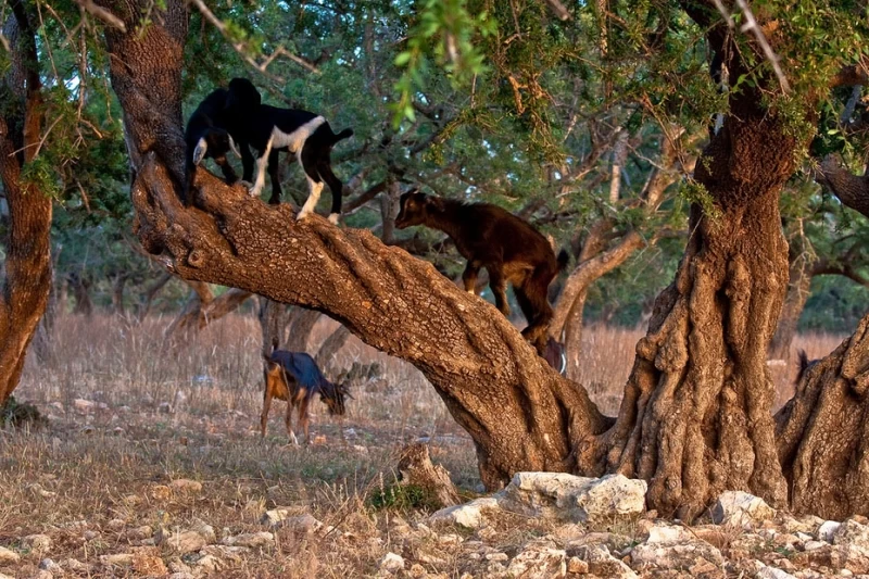 Козы на деревьях в Марокко