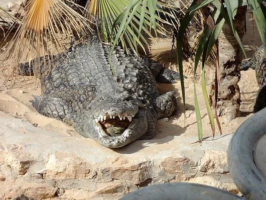 Крокодиловая ферма, Джерба, Тунис: обзор, описание и отзывы посетителей