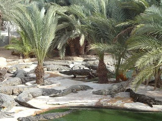 Крокодиловая ферма, Джерба, Тунис: обзор, описание и отзывы посетителей