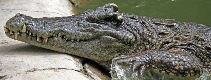 Крокодиловая ферма в Анапе - экзотическое развлечение