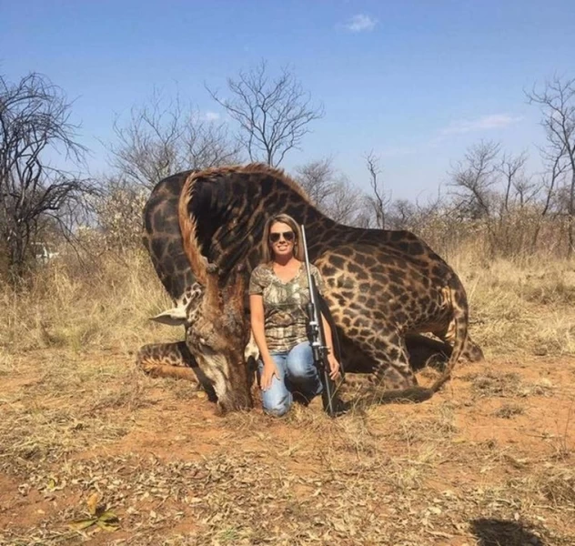 Кровожадная охотница убила редкого черного жирафа и сшила из его кожи кобуру