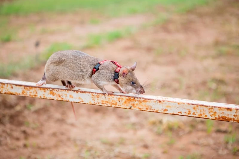 Крысы спешат на помощь