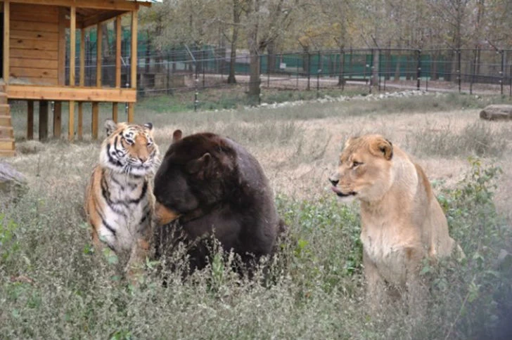 Лев, тигр и медведь — вместе уже 15 лет