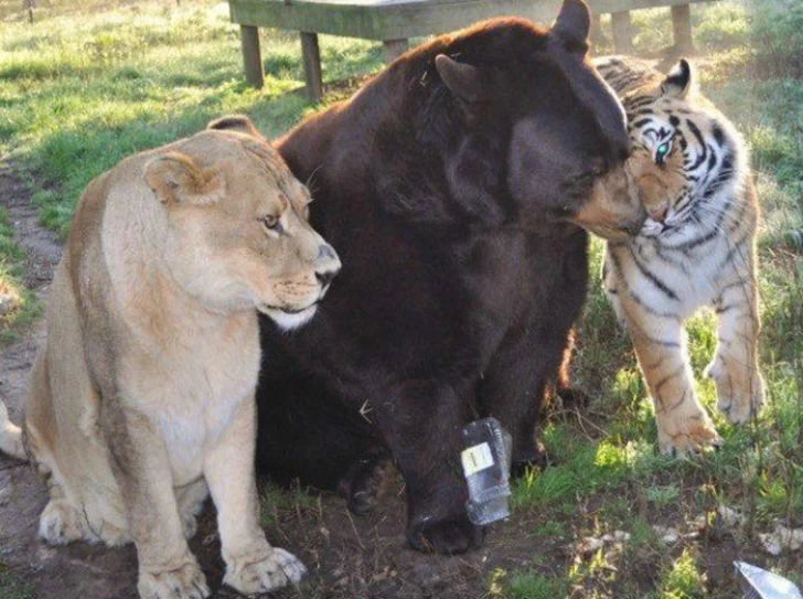Лев, тигр и медведь — вместе уже 15 лет