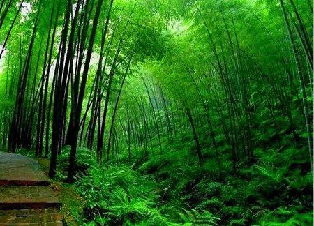 Лощина чёрного бамбука, Китай: описание, история и легенда