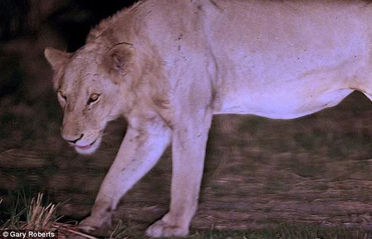 Львы три года кормили сородича, попавшего в капкан