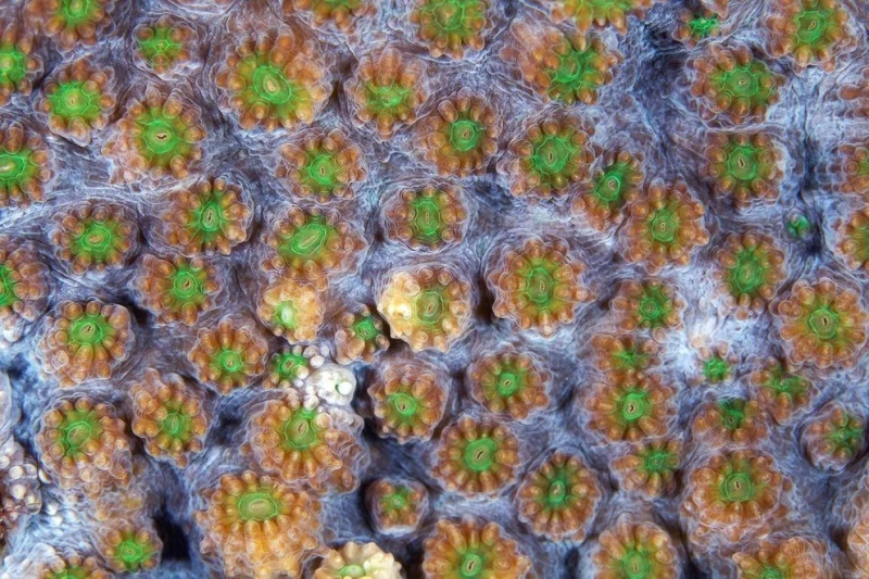 Макрофотографии кораллов