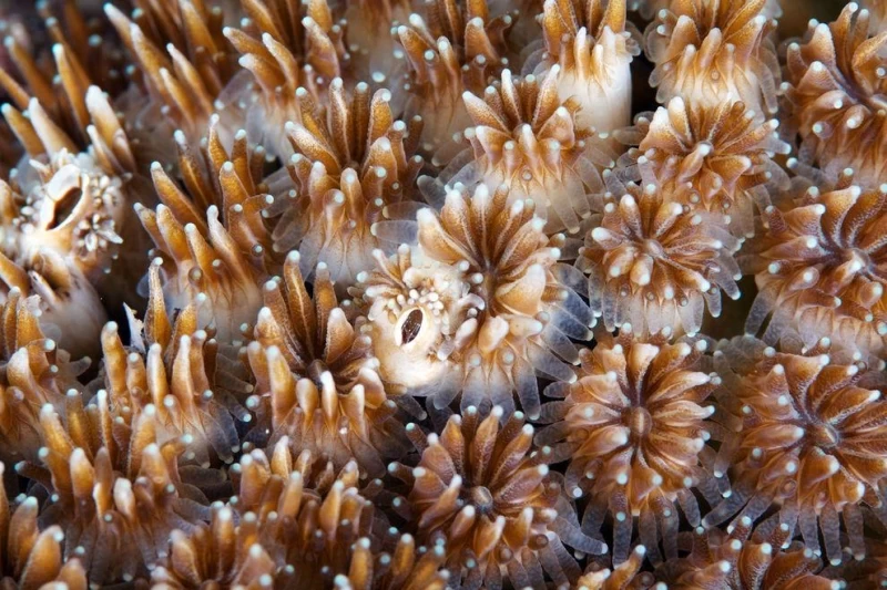 Макрофотографии кораллов