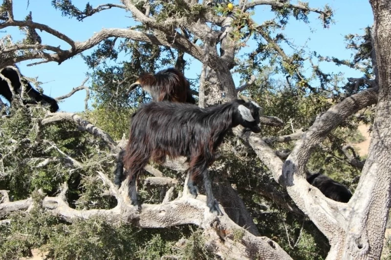Марокко: летающие (аргановые) козы на деревьях