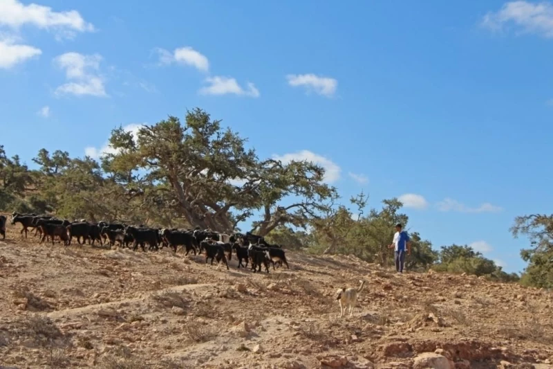Марокко: летающие (аргановые) козы на деревьях