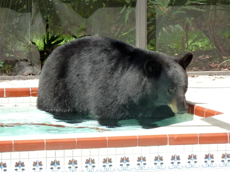 Медведь в бассейне