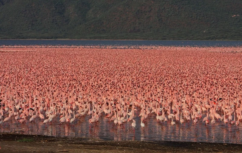 Миллионы розовых фламинго