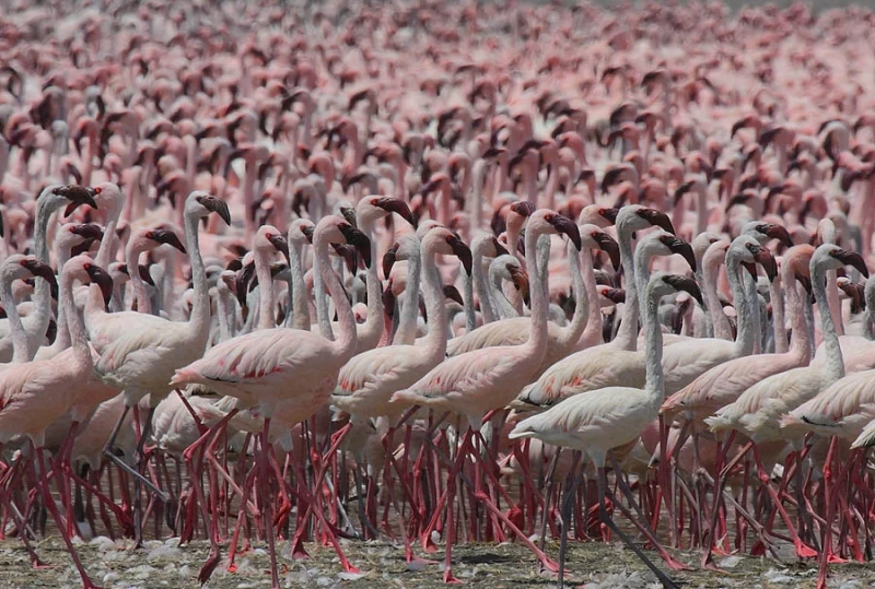 Миллионы розовых фламинго