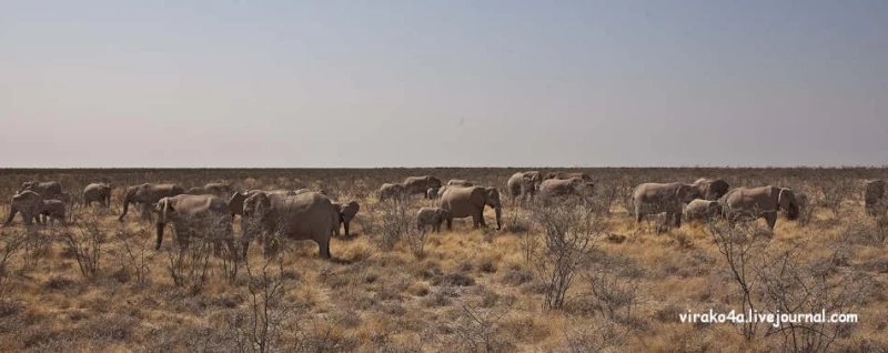 Национальный парк Этоша в Намибии