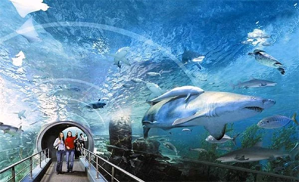 Океанариум в Питере: красота подводного мира