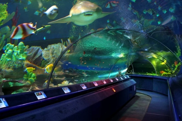 Океанариум в Питере: красота подводного мира