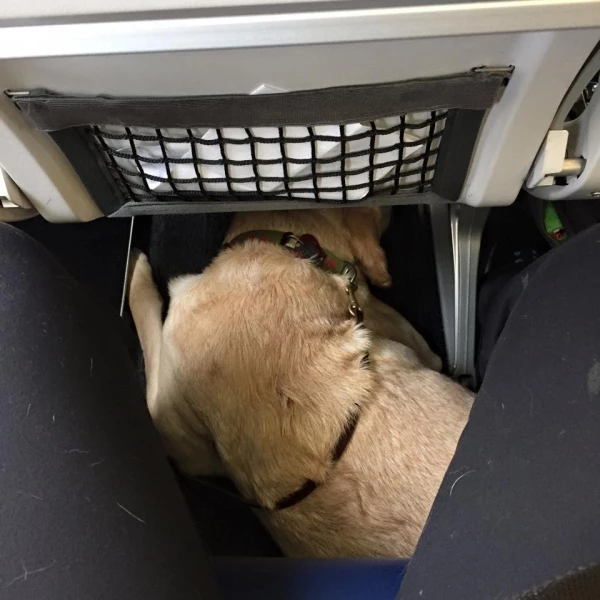 Перевозка животных в самолете: правила и требования